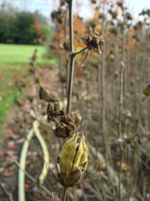 Hibiscus syriacus fruit